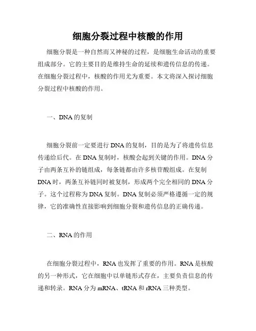 细胞分裂过程中核酸的作用