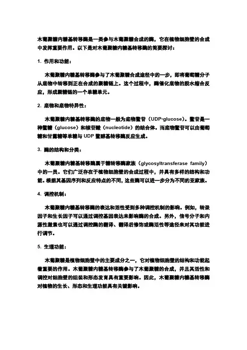 木葡聚糖内糖基转移酶