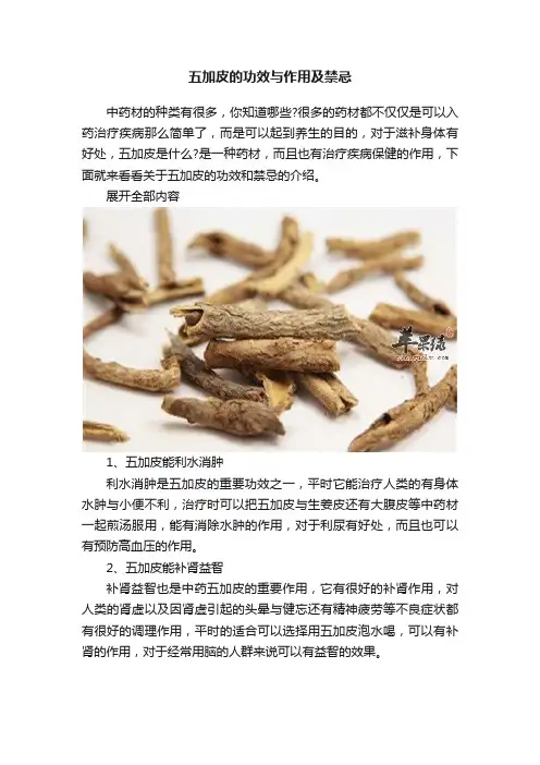 五加皮的功效与作用及禁忌