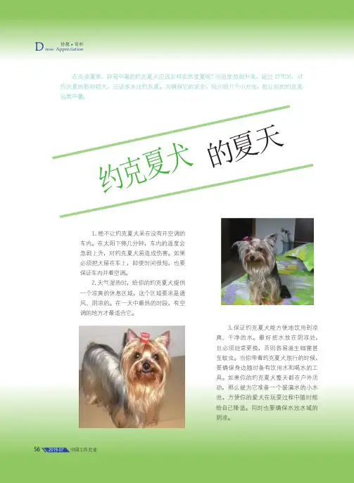约克夏犬的夏天