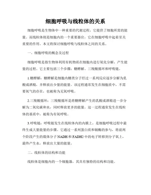 细胞呼吸与线粒体的关系