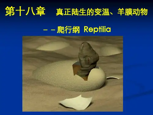 18-爬行动物刘