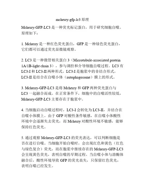 mcherry-gfp-lc3原理