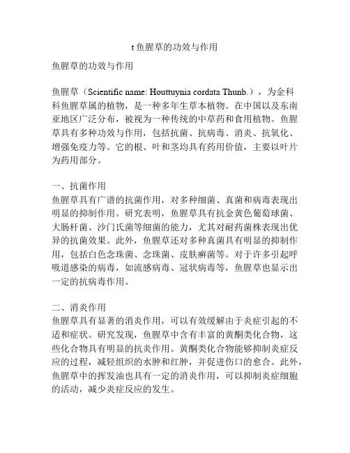 t鱼腥草的功效与作用