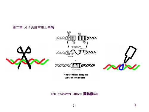 分子克隆常用工具酶ppt课件