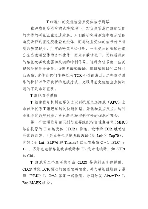 T细胞中的免疫检查点受体信号通路