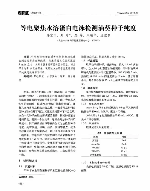 等电聚焦水溶蛋白电泳检测油葵种子纯度