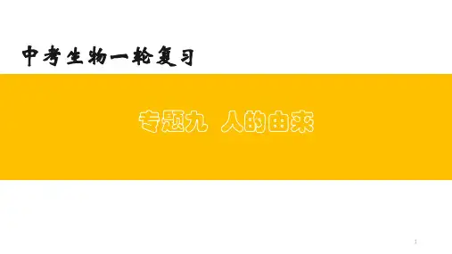 2024年专题--人的由来-2024年中考生物一轮复习课件(鲁科版)