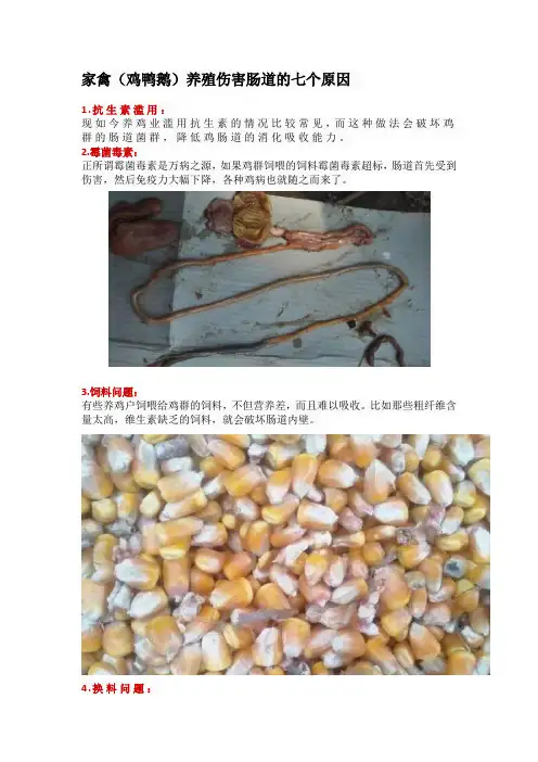 家禽(鸡鸭鹅)养殖伤害肠道的七个原因