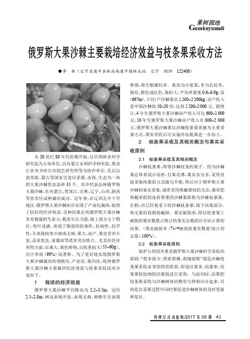 俄罗斯大果沙棘主要栽培经济效益与枝条果采收方法