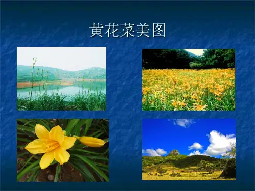 黄花菜的营养价值及食用方法课件