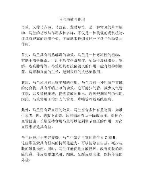 马兰功效与作用