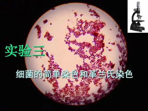 实验三细菌的简单染色和革兰氏染色