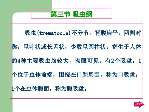 (三)吸虫纲