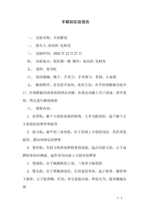 羊解剖实验报告