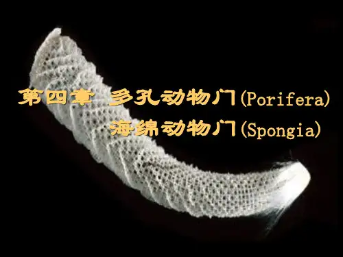第四章 多孔动物