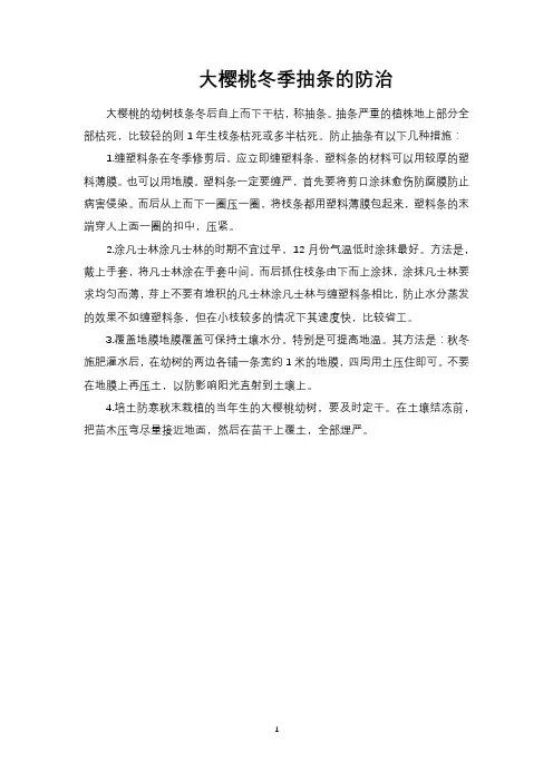 大樱桃冬季抽条的防治