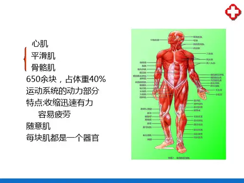 肌学—肌学总论(人体解剖学)