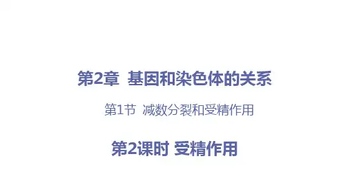 2-1 减数分裂和受精作用(第2课时 受精作用)(同步课件)-(人教版2019必修2)