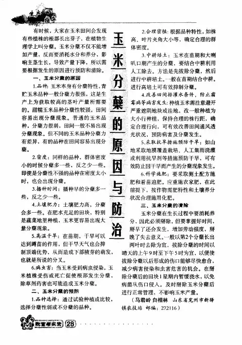 玉米分蘖的原因与防治