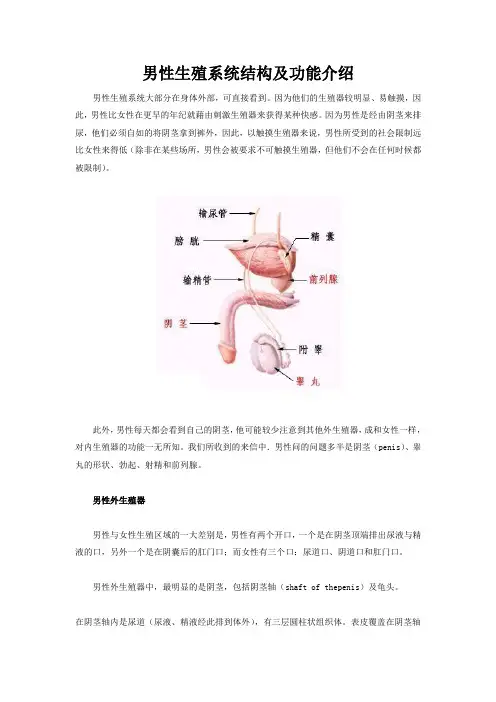男性生殖系统结构图