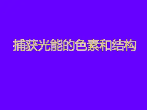 必修一第一章捕获光能的色素和结构ppt课件