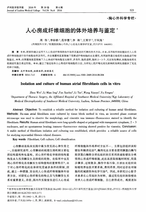人心房成纤维细胞的体外培养与鉴定
