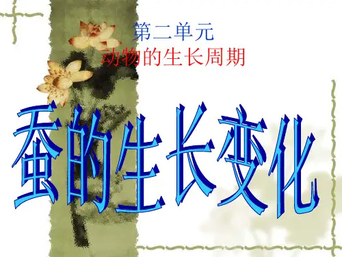 《蚕的生长变化》PPT课件教科版小学1
