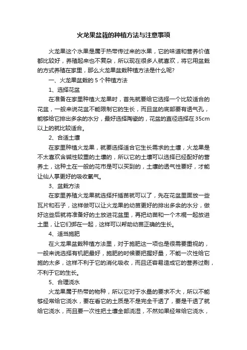 火龙果盆栽的种植方法与注意事项