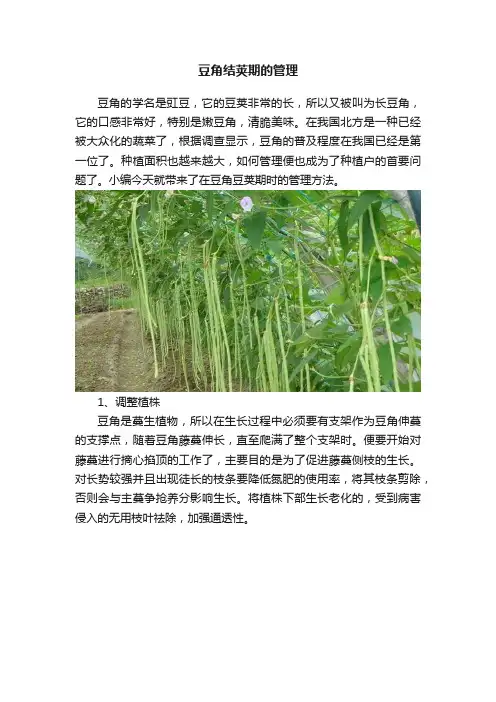 豆角结荚期的管理
