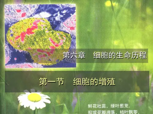 动植物细胞的有丝分裂