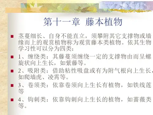 第十一章观赏藤本植物