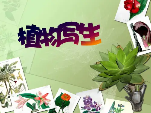 (四下)美术优秀课件-1植物写生 ｜人美版 PPT(26页)