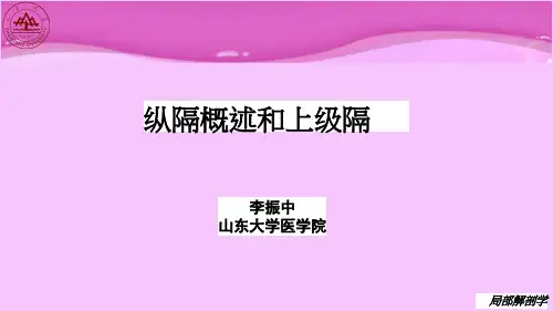 局部解剖学03-课件_36