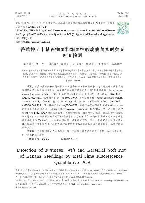 香蕉种苗中枯萎病菌和细菌性软腐病菌实时荧光PCR检测