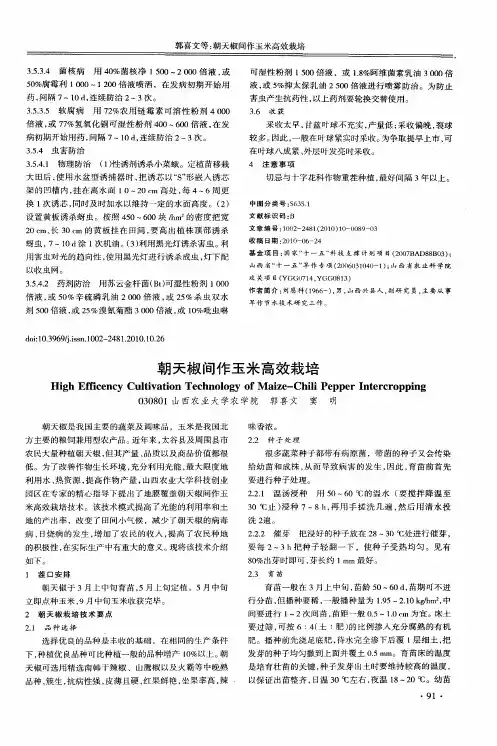 朝天椒间作玉米高效栽培
