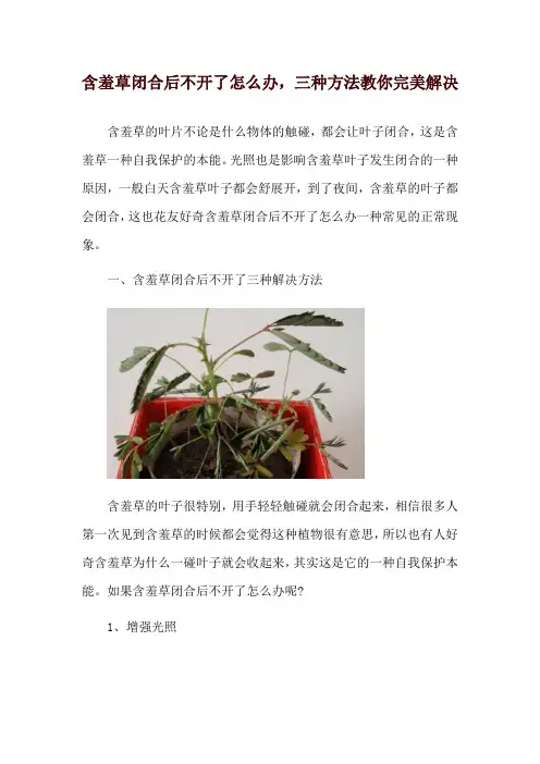 含羞草闭合后不开了怎么办,三种方法教你完美解决