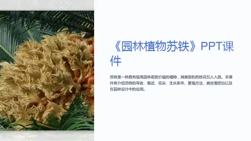 《园林植物苏铁》课件
