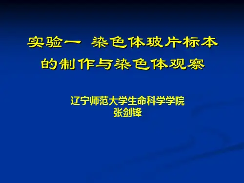 实验一 染色体玻片标本的制作与染色体观察