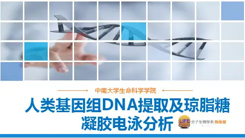 1-1人类基因组DNA提取及琼脂糖凝胶电泳分析