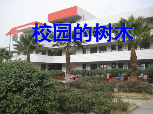 三年级上册科学课件-校园的树木教科版(共23页)