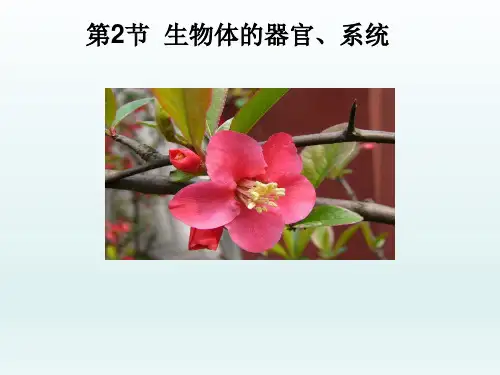 北师大版七年级上册生物生物体的器官、系统课件