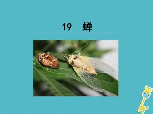 2018人教部编版八上语文第19课《蝉》优秀PPT课件