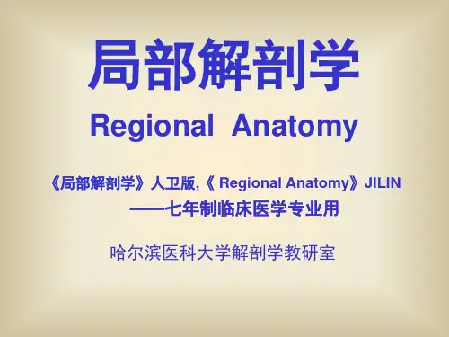 解剖学上肢PPT课件