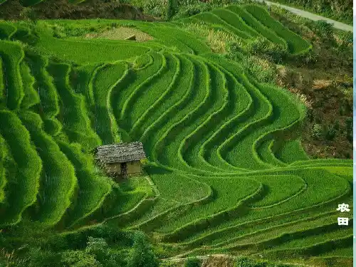 苏教版生物-八年级上册-苏教版八年级上册生物课件 19.1生态系统的组成
