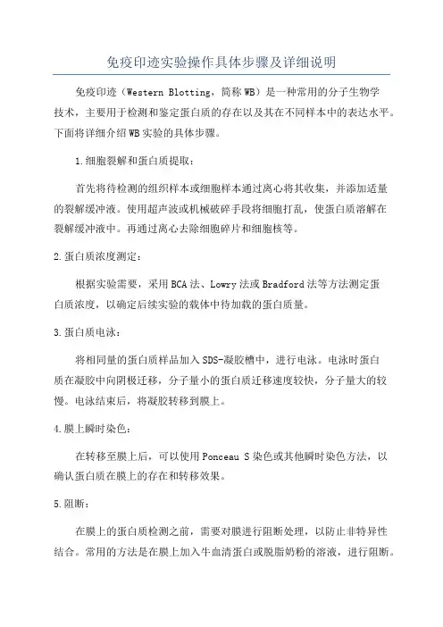 免疫印迹实验操作具体步骤及详细说明