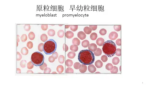 (优质医学)骨髓细胞形态学