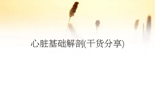 心脏基础解剖(干货分享)