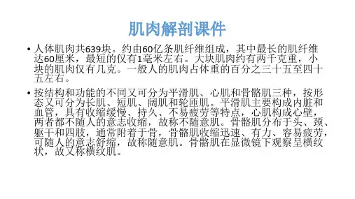 医学课件_肌肉解剖