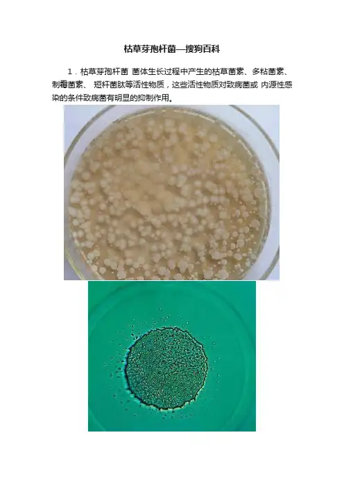 枯草芽孢杆菌—搜狗百科